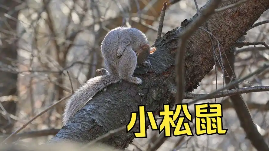 小松鼠的十八禁 | 尼康z30