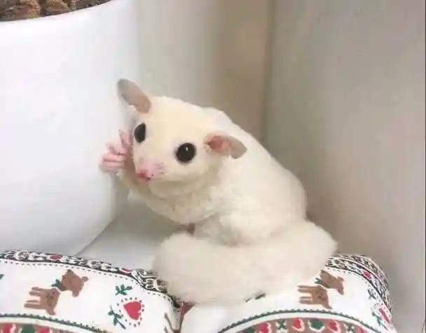 蜜袋鼯 - 价格700 - 贵州 六盘水 - 红格宠物