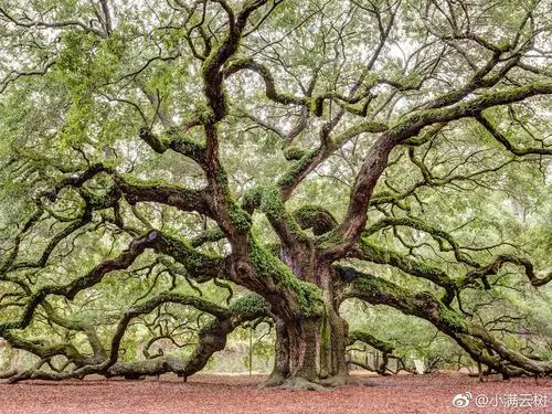 天使橡树angeloak是美国密西西比河东部最古老的树