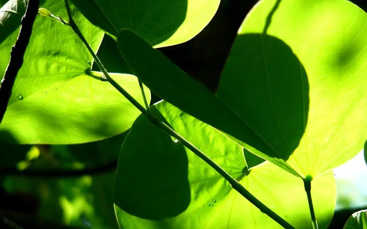 绿色清新植物高清图片桌面壁纸