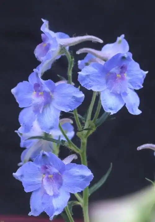 五台山野生花卉之四翠雀