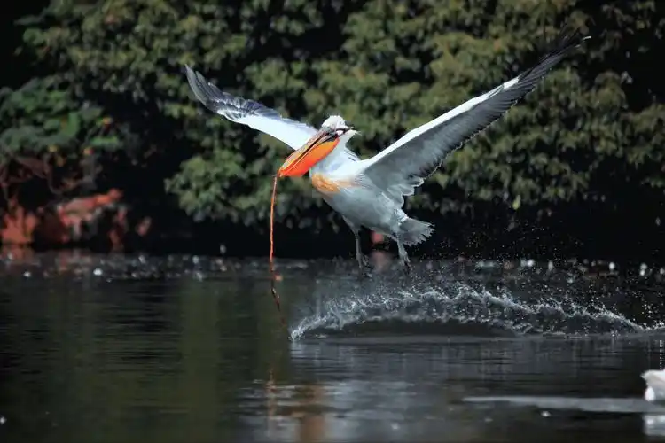 【鹈鹕摄影专辑】上海动物园大嘴鸟的飞姿100幅抓拍汇编.