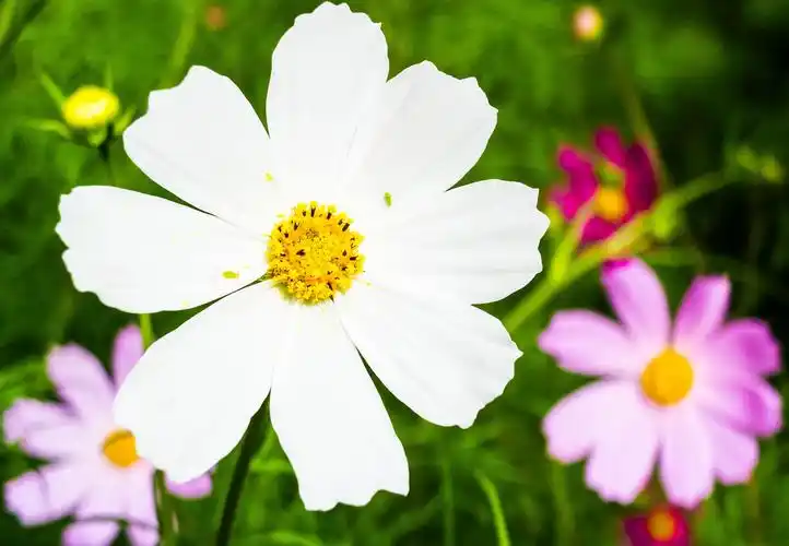 2021年寒假的美好阅读时光(黄二五六班袁梦洋)