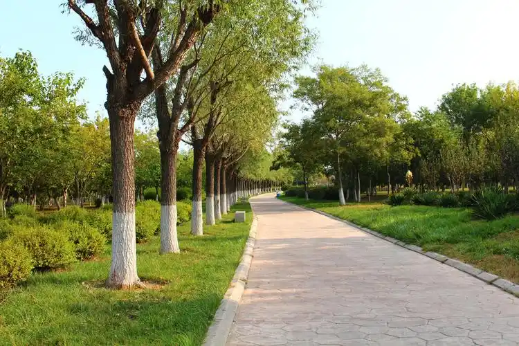 公园里的步行道! - robert¹capa