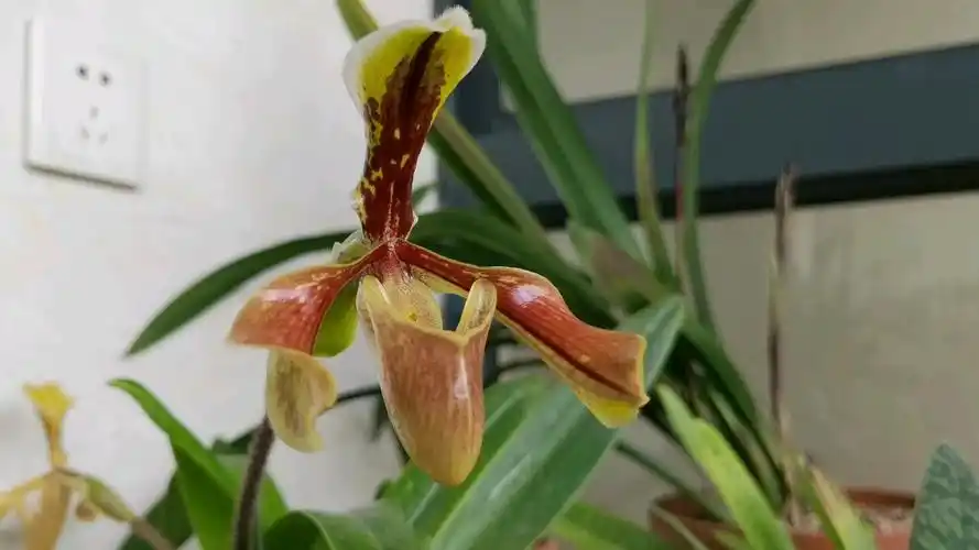 波氏x紫毛兜兰和秀丽兜兰