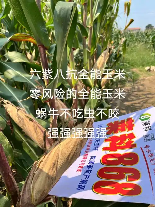 紫根紫杆高产大棒 #高产玉米种子 #抗倒先锋抗旱之王 #矮 - 抖音