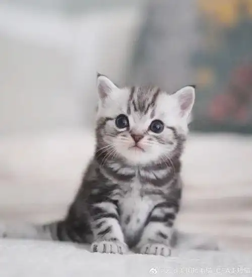 cfa美国短毛猫##cfa美短银虎斑##小奶猫成长记##小奶猫
