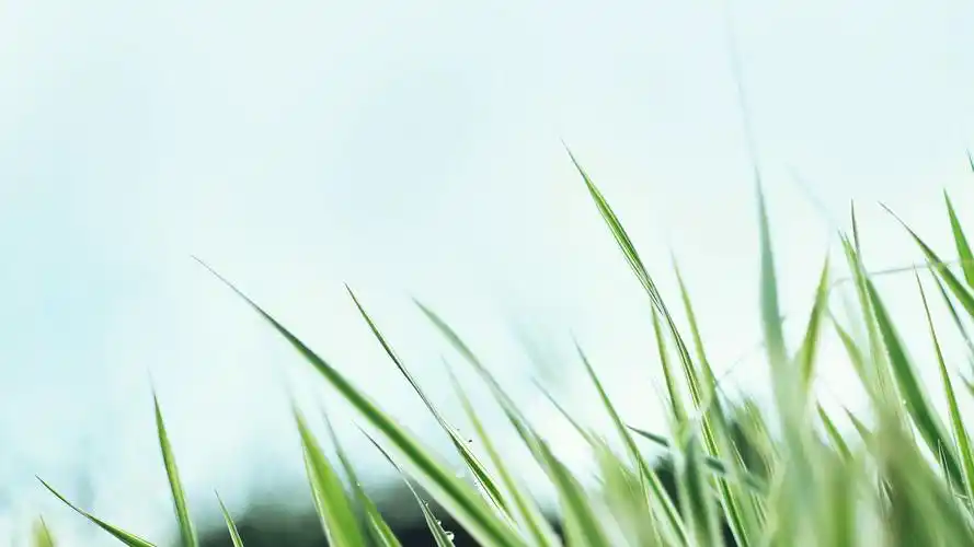 壁纸,绿草,2560x1440尺寸壁纸-回车桌面