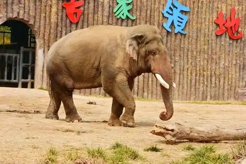 踏青野生动物园