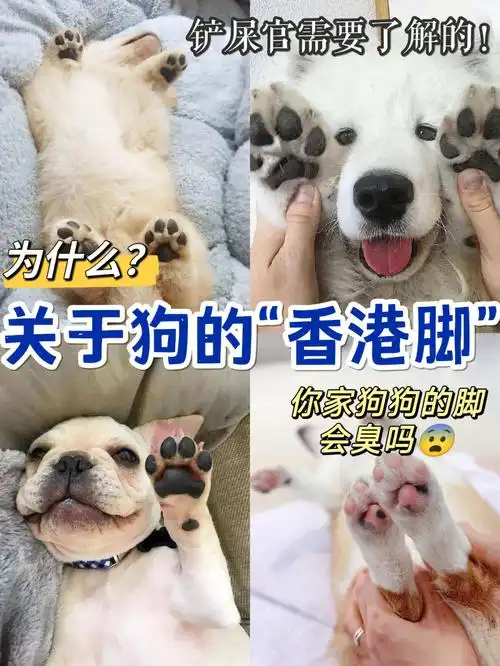 到底为啥狗狗也会有香港脚吧~99997115狗的汗腺在脚底08
