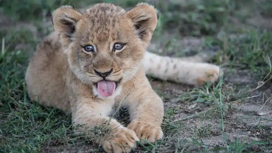 壁纸 狮子幼崽休息,舌头