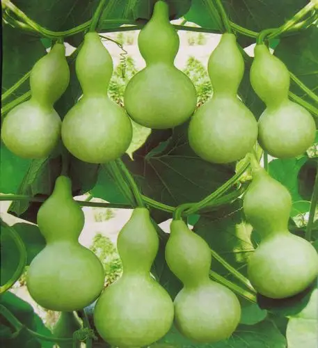 寿光蔬菜网 -欢迎加入寿光蔬菜网!