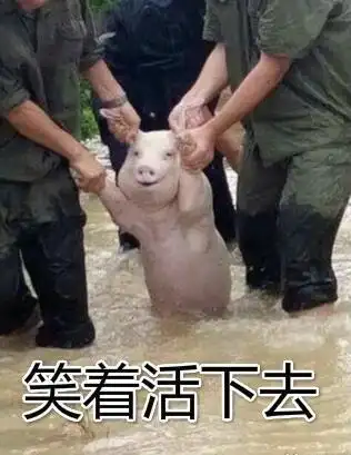 村民洪水中救助一只猪,看到它脸上露出的表情让人笑喷