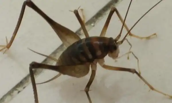 灶马是害虫还是益虫喜欢啃食嫩芽和菜叶属于农业害虫