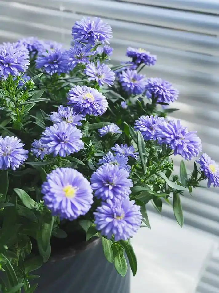 紫菀,长着蓝紫色的小碎花,花色特别,很是 - 抖音