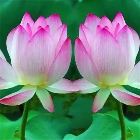 131张最漂亮荷花大全头像 唯美适合做头像的荷花图片_微信头像_头像屋