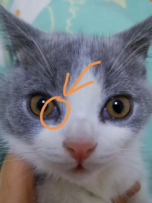 求助3个月小猫第三眼睑外露瞬膜收不回去