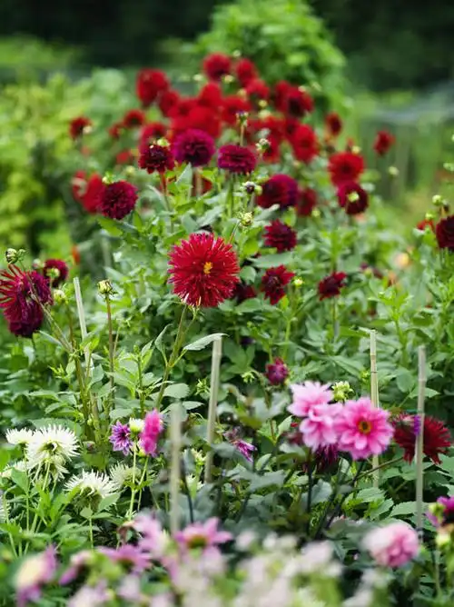植物,叶子,法国,欧洲,朦胧,模糊,盛开,景观,大丽花,花蕾,花,花瓣,花朵