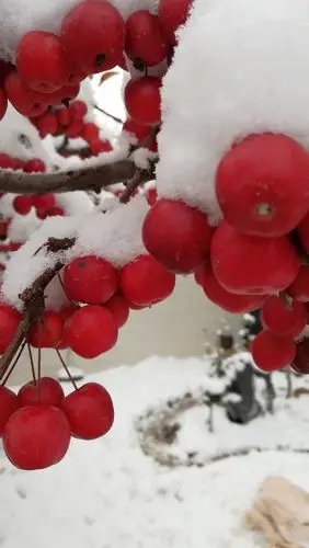 长寿果海棠——冬日里的红红火火!