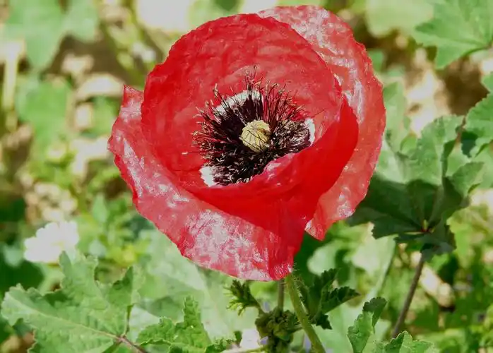 p>巨口罂粟(学名: i>papaver /i>  i>macrostomum /i> boiss.