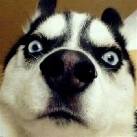 哈士奇图片搞笑表情包抖音哈士奇狗头表情包2022已更新今日热点