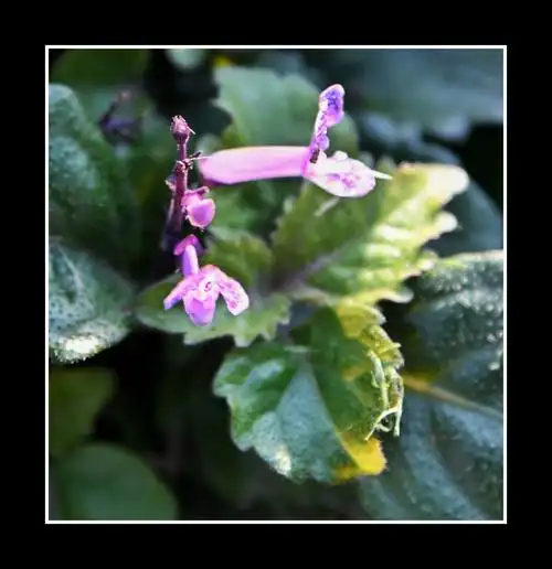 【首发】艾氏香茶菜