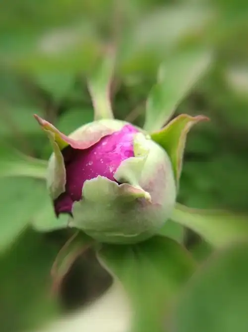 含苞待放羞答答,国花富贵祝平安  ⊙闼档 大雁塔里牡丹亭, 鲜花