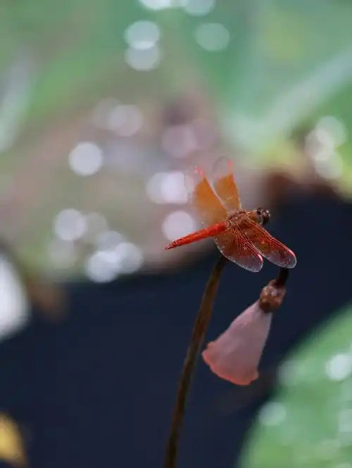 日暮的花蜻蜓不离不弃的陪伴还有星星点点