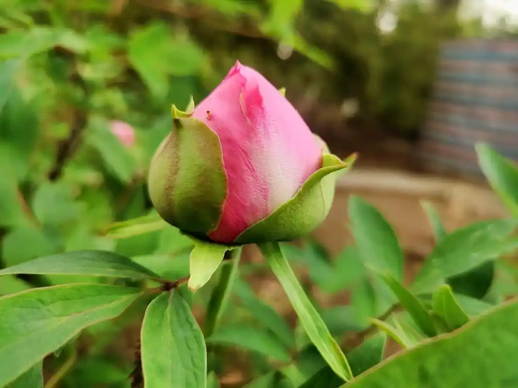 国色天香数牡丹,含苞欲放娇艳可欺,预示着每朵花苞,即将绽放出 - 抖音