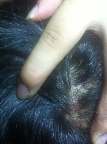 头皮红色肿了 轻按都能感觉疼 怎么治?要是有用追加悬赏