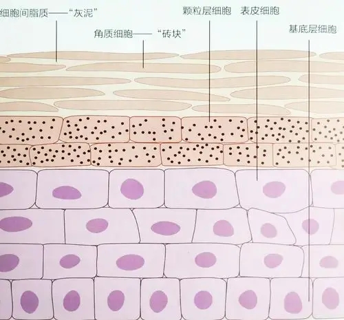皮肤的结构护肤护的是哪里