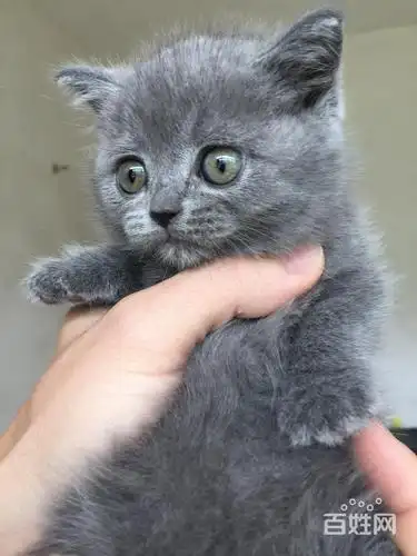 纯种英短蓝猫,家养