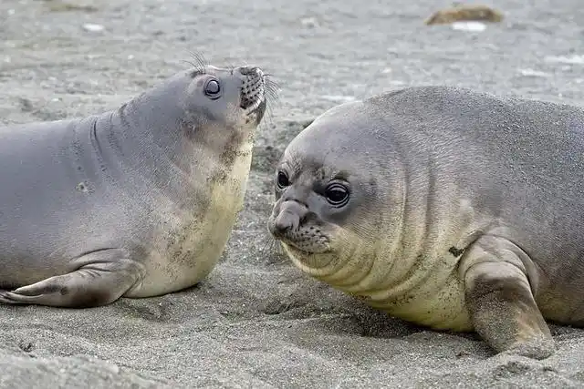 海狮与海豹都是生活在海洋中的哺乳动物_网易订阅