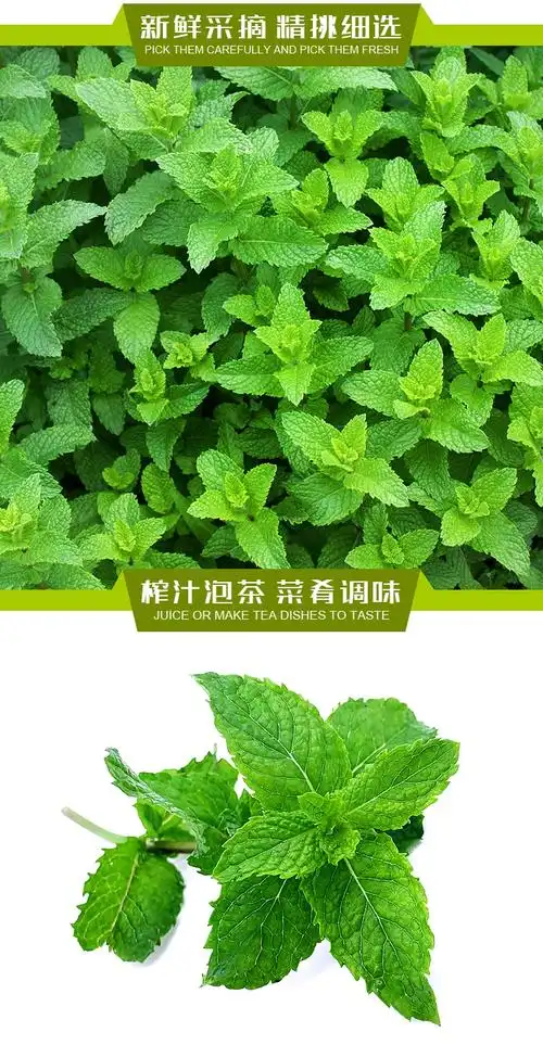 新鲜薄荷叶250g 清凉可食用烘焙香料留兰香当天采摘任搭5件【图片