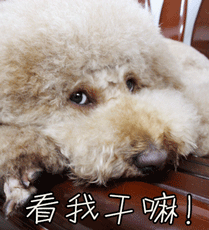 狗汪星人看我干嘛gif动图_动态图_表情包下载_soogif