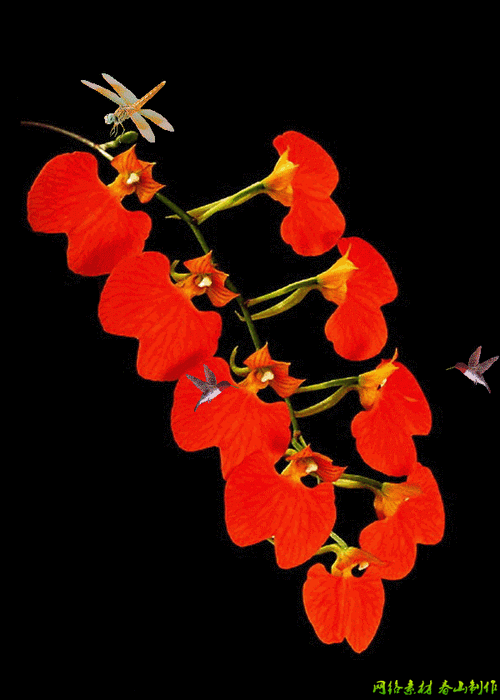 原创gif动态素材美图[春山制图] - 春山 - ★春山博客