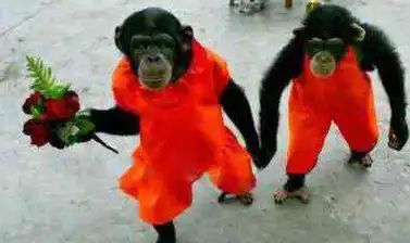 搞笑段子搞笑图片:不是,爸爸砸到手的时候,我笑了__女