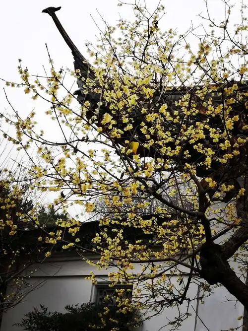 梅园,新岁芳梅树,繁花四面同