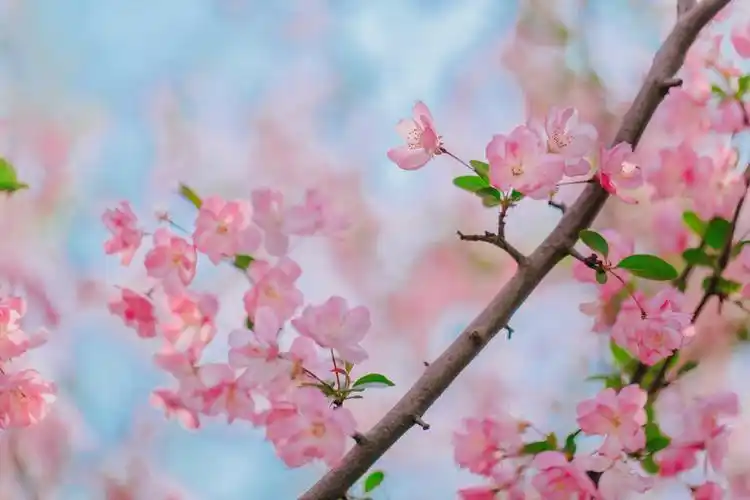 小清新海棠花唯美迷人微距摄影,图库-回车桌面