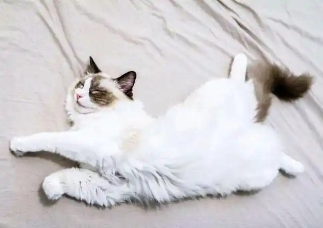 布偶猫作为猫中女神,更是被人誉为猫中赫本女神般的存在,自然是少不了