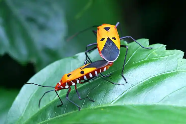 展开全部 棉红蝽