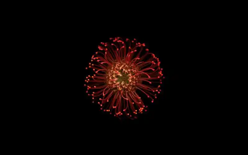 花雌蕊特写镜头,黑色背景 壁纸