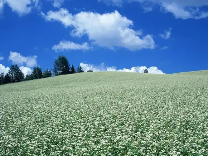 蓝天白云与鲜花壁纸17 - 1600x1200