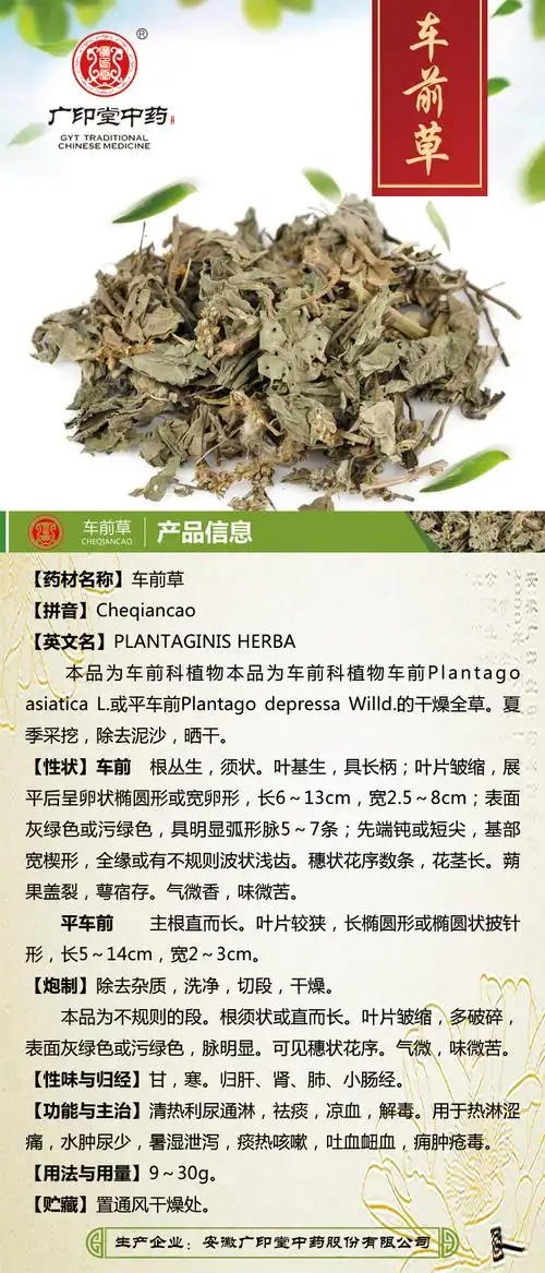 车前草-中药材及饮片-广印堂中药 - 安徽广印堂中药股份有限公司