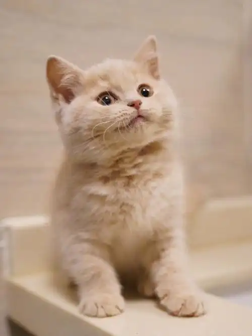 乳色英短妹妹已有家