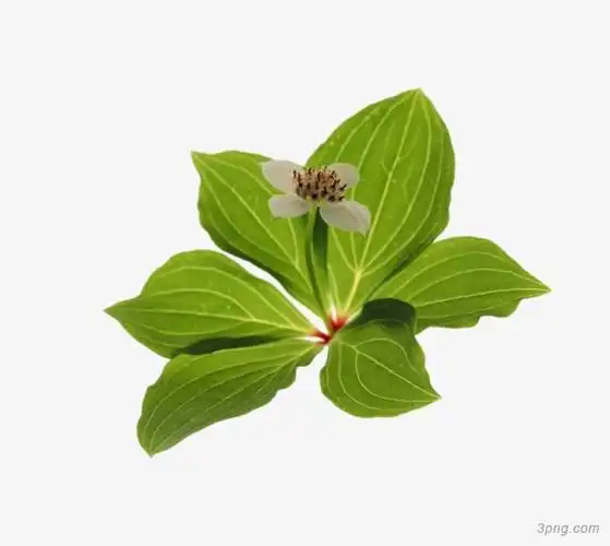 绿色植物png素材透明免抠图片-动植人物