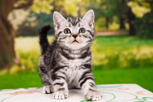 美短猫价格_美国短毛猫多少钱一只_美短加白图片_美短虎斑 _狗铺子