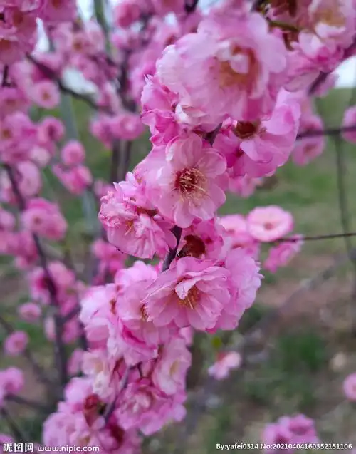 桃花摄影图__山水风景_自然景观_摄影图库_昵图网nipic.com