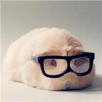 戴眼镜的动物头像可爱的狗狗萌萌的小猫咪太雷人了