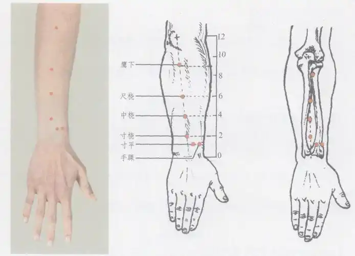 【定位】位于前臂伸侧正中线,肘横纹下3寸,尺桡骨之间.